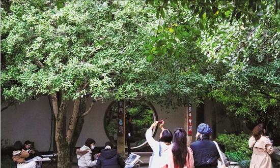 桂香渐浓