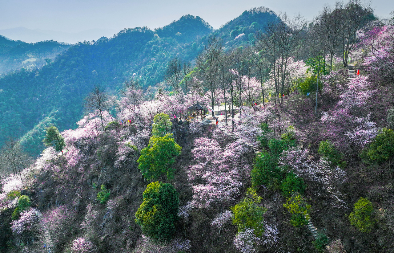 杭州富阳：“葛溪山乡 杏福营地”