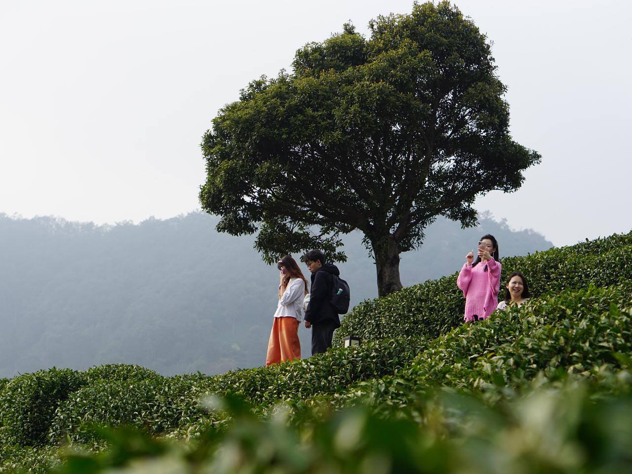 春分至，浙江暖意回归，部分地区周末直冲25℃