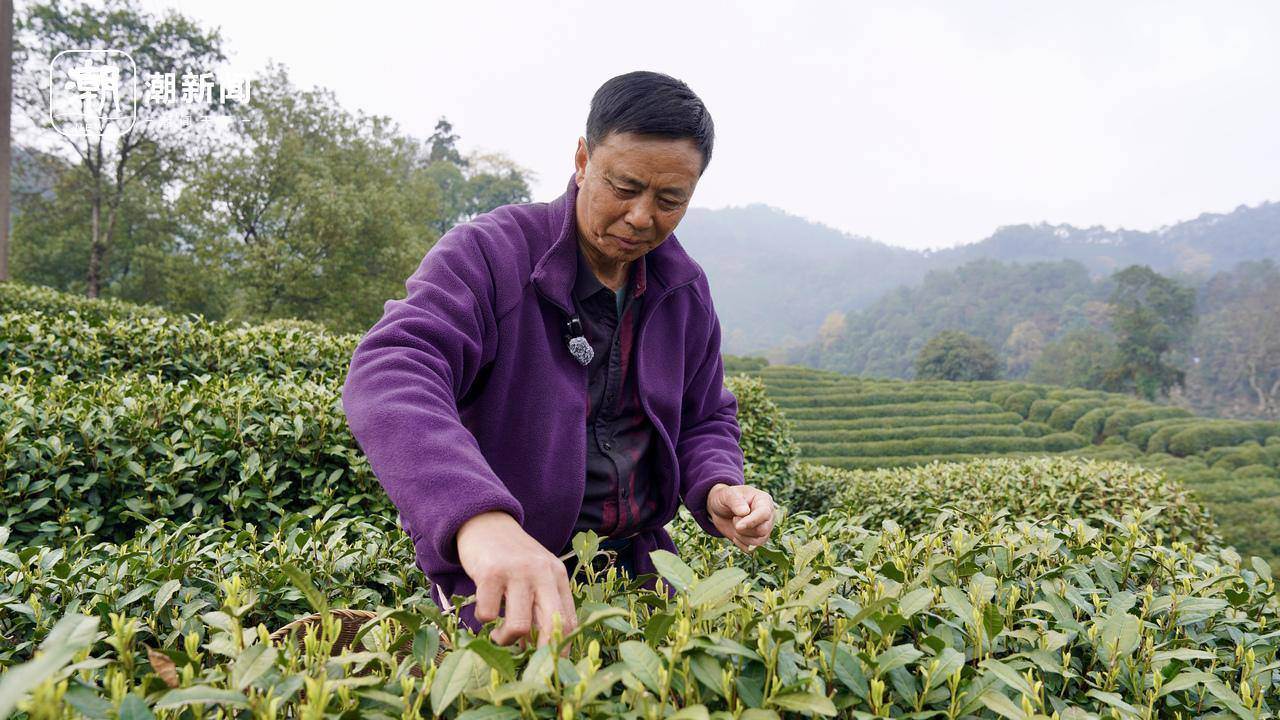 新茶5分钟“飞下山”，今年这口西湖龙井特别“鲜”