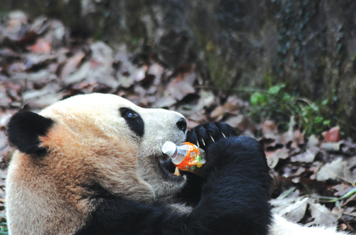饮料从天而降 熊猫猛喝！杭州动物园工作人员急了