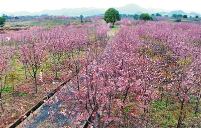 千亩樱花盛开 共赏粉色浪漫