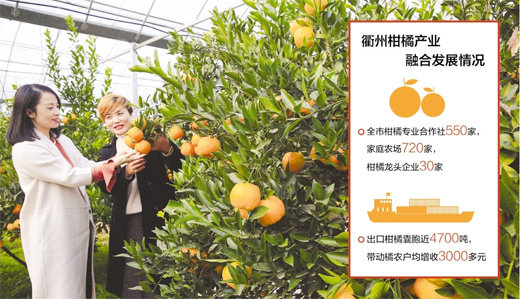 浙江衢州三产融合调查：一颗柑橘转型的“苦酸甜”
