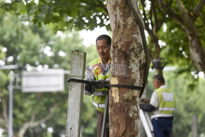 平湖：工人正为树木防风加固