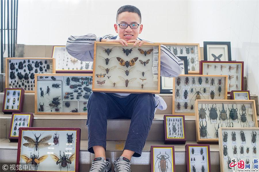 成都中学生制800枚昆虫标本 学校欲为其造博物馆
