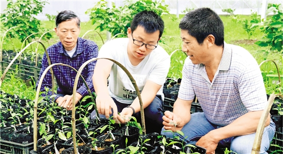 临海柑橘产业引才 “嫁接”全国智力 培育甜蜜产业