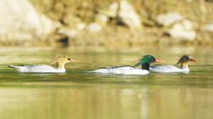 舜江源发现4只中华秋沙鸭  这种罕见鸟类全球仅千余只