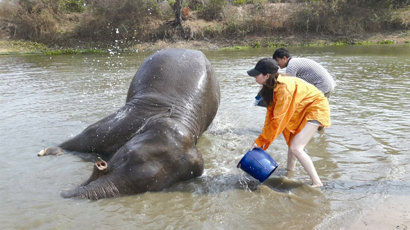 在泰国“伺候”大象 三位温州人成为“苏林计划”志愿者