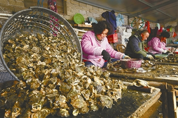 宁波西店镇铁江村 这个有700年牡蛎养殖史的海