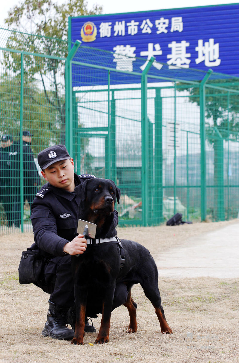 衢州市警犬基地训导员们手持中国结,基地里的德国牧羊犬,昆明犬