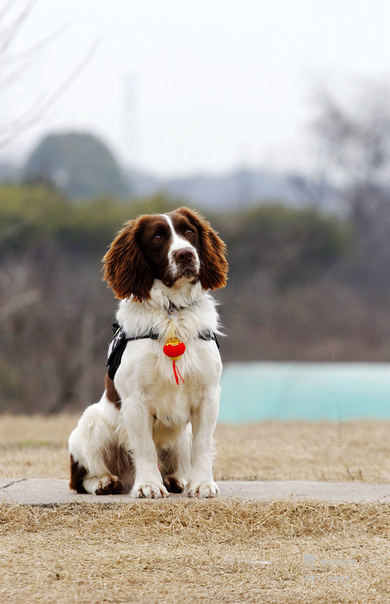 攀跃障碍训练.给罗威纳犬梳理.史宾格犬在搜寻毒品.