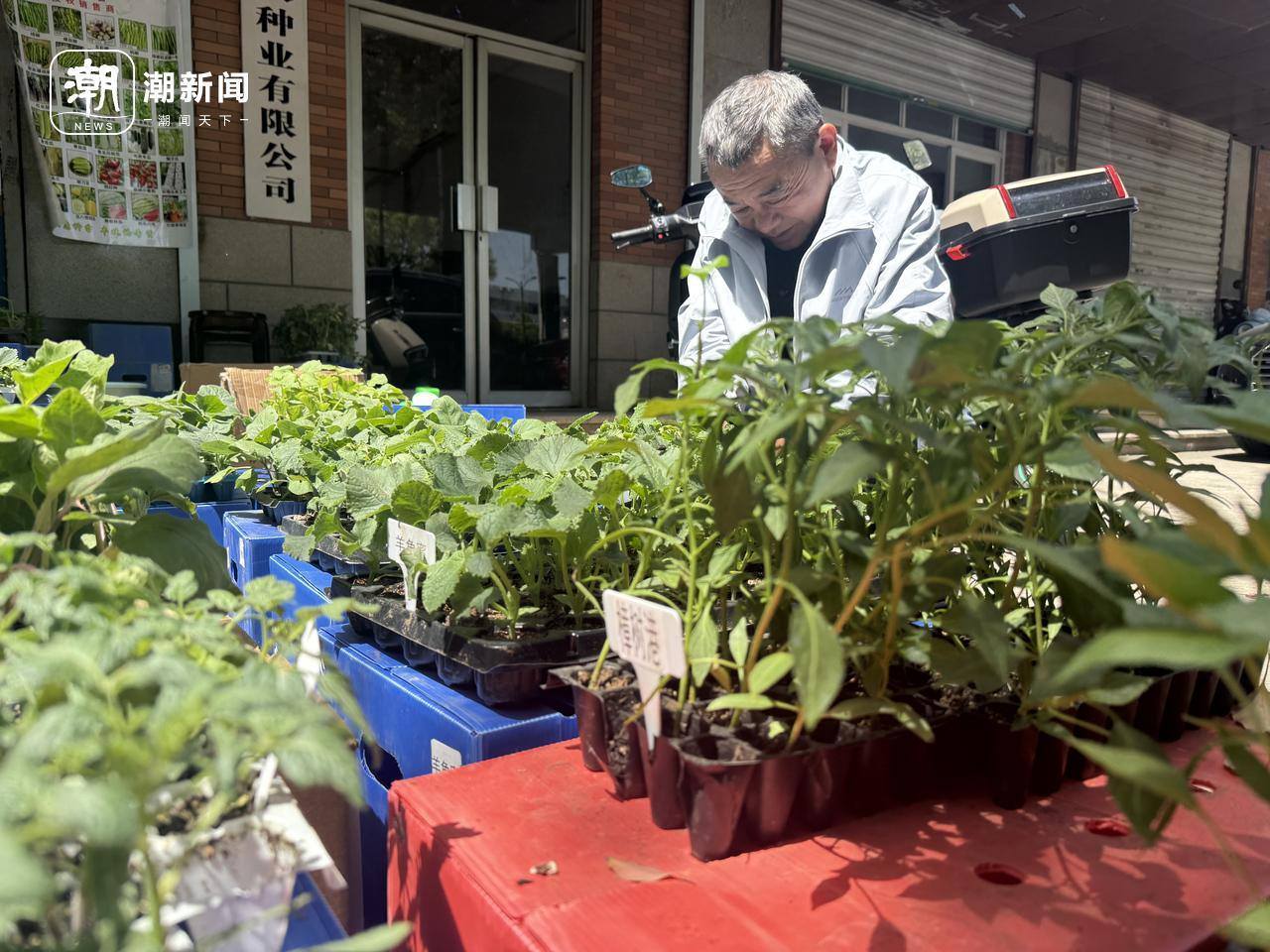逛完杭州这条街，有人一整年不用买菜！本地菜苗只在四月份开卖哦