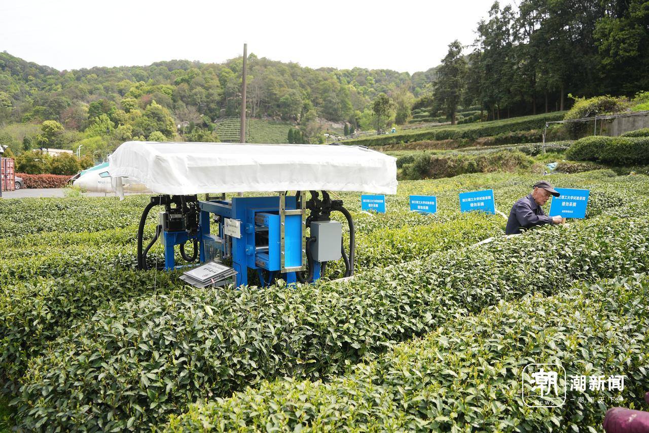这个“大家伙”能采好茶吗？杭州茶园里来了采茶机器人