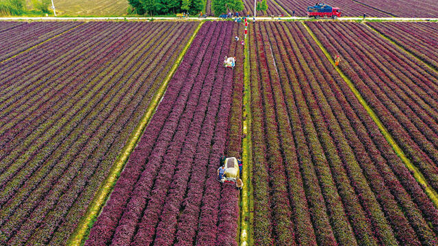 长兴:共富基地 紫苏丰收
