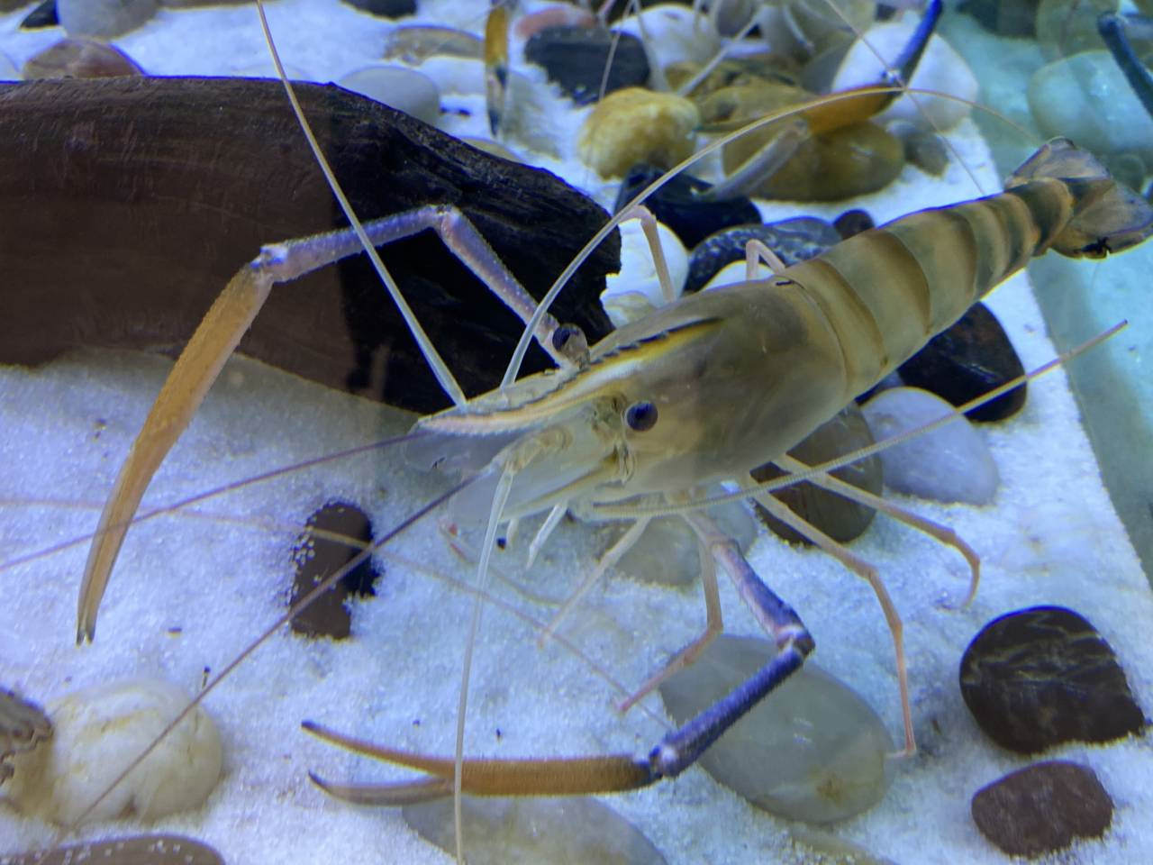 5个月可长至5~6头的全雄罗氏沼虾，来自以色列的技术看到了中国“铁虾”商机 | 食有味