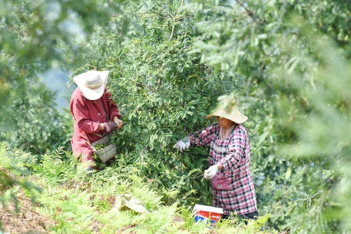 从“吃上香榧”到“吃好香榧” 东阳香榧产业迈向“榧常香”
